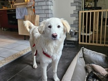 QUEEN, Hund, Maremma Abruzzenhund-Mix in Ratingen - Bild 3