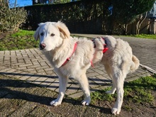 QUEEN, Hund, Maremma Abruzzenhund-Mix in Ratingen - Bild 4