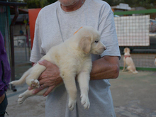 QUEEN, Hund, Maremma Abruzzenhund-Mix in Ratingen - Bild 5