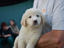 QUEEN, Hund, Maremma Abruzzenhund-Mix in Ratingen - Bild 6