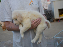 QUEEN, Hund, Maremma Abruzzenhund-Mix in Ratingen - Bild 8