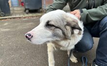 TAPIO, Hund, Herdenschutzhund-Mix in Altomünster - Bild 2