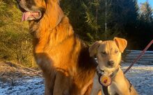 MONTY, Hund, Podenco-Mix in Glashütten - Bild 2