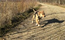 MONTY, Hund, Podenco-Mix in Glashütten - Bild 3