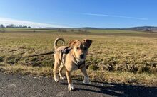 MONTY, Hund, Podenco-Mix in Glashütten - Bild 4