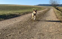 MONTY, Hund, Podenco-Mix in Glashütten - Bild 5