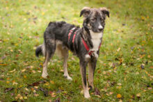 FRATZ, Hund, Mischlingshund in Lauf - Bild 10