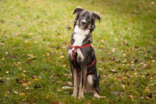 FRATZ, Hund, Mischlingshund in Lauf - Bild 12