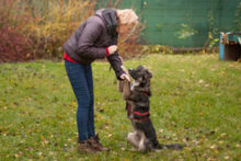 FRATZ, Hund, Mischlingshund in Lauf - Bild 15