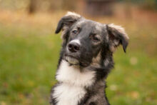 FRATZ, Hund, Mischlingshund in Lauf - Bild 17