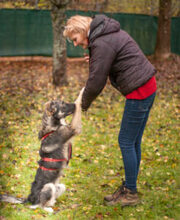 FRATZ, Hund, Mischlingshund in Lauf - Bild 19