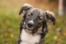 FRATZ, Hund, Mischlingshund in Lauf - Bild 20