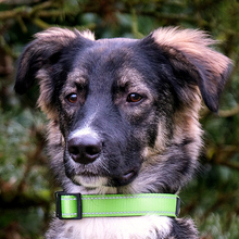 FRATZ, Hund, Mischlingshund in Lauf - Bild 27