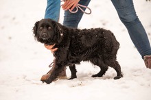 ECLIPSE, Hund, Mischlingshund in Ungarn - Bild 1