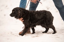 ECLIPSE, Hund, Mischlingshund in Ungarn - Bild 3