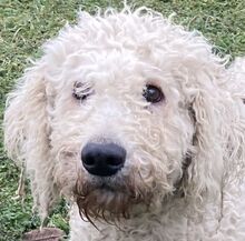 HEDWIG, Hund, Komondor in Ungarn - Bild 1