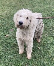 HEDWIG, Hund, Komondor in Ungarn - Bild 3