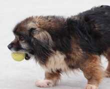 GIDEON, Hund, Mischlingshund in Süderbrarup - Bild 3