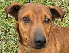 RAYMOND, Hund, Foxterrier-Dackel-Mix in Ungarn - Bild 1