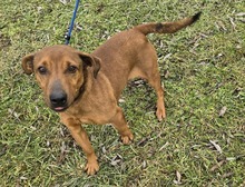 RAYMOND, Hund, Foxterrier-Dackel-Mix in Ungarn - Bild 3