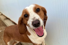 SCILLA, Hund, Bretonischer Vorstehhund-Mix in Italien - Bild 10