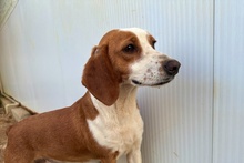 SCILLA, Hund, Bretonischer Vorstehhund-Mix in Italien - Bild 11