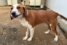 SCILLA, Hund, Bretonischer Vorstehhund-Mix in Italien - Bild 12