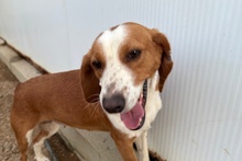 SCILLA, Hund, Bretonischer Vorstehhund-Mix in Italien - Bild 13