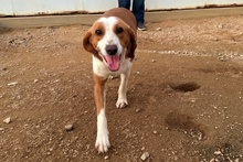 SCILLA, Hund, Bretonischer Vorstehhund-Mix in Italien - Bild 14