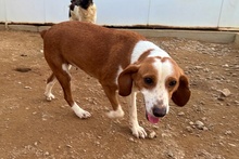 SCILLA, Hund, Bretonischer Vorstehhund-Mix in Italien - Bild 15