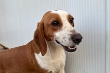 SCILLA, Hund, Bretonischer Vorstehhund-Mix in Italien - Bild 16