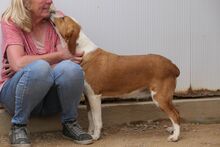 SCILLA, Hund, Bretonischer Vorstehhund-Mix in Italien - Bild 8