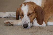 SCILLA, Hund, Bretonischer Vorstehhund-Mix in Italien - Bild 9