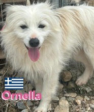 ORNELLA, Hund, Kokoni in Griechenland - Bild 1