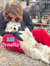 ORNELLA, Hund, Kokoni in Griechenland - Bild 7