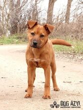 FLOWER, Hund, Mischlingshund in Slowakische Republik - Bild 1