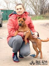 FLOWER, Hund, Mischlingshund in Slowakische Republik - Bild 10