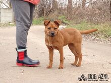 FLOWER, Hund, Mischlingshund in Slowakische Republik - Bild 3