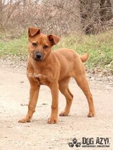 FLOWER, Hund, Mischlingshund in Slowakische Republik - Bild 4