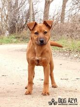 FLOWER, Hund, Mischlingshund in Slowakische Republik - Bild 5