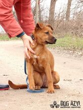 FLOWER, Hund, Mischlingshund in Slowakische Republik - Bild 6