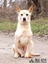 LINDA, Hund, Mischlingshund in Slowakische Republik - Bild 6