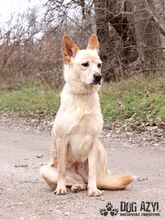 LINDA, Hund, Mischlingshund in Slowakische Republik - Bild 8