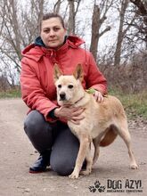 LINDA, Hund, Mischlingshund in Slowakische Republik - Bild 9