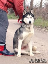 MIKAYLA, Hund, Mischlingshund in Slowakische Republik - Bild 4