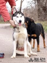 MIKAYLA, Hund, Mischlingshund in Slowakische Republik - Bild 9