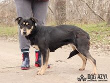 TAMMY, Hund, Mischlingshund in Slowakische Republik - Bild 2