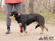 TAMMY, Hund, Mischlingshund in Slowakische Republik - Bild 3