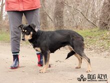 TAMMY, Hund, Mischlingshund in Slowakische Republik - Bild 4