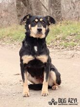 TAMMY, Hund, Mischlingshund in Slowakische Republik - Bild 5